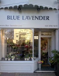 Blue Lavender 284649 Image 0